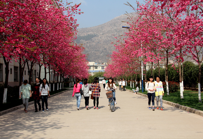 云南經濟管理學院_櫻花大道